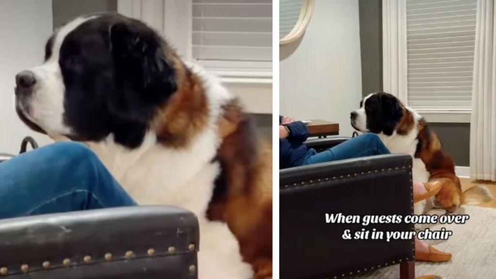 Video: Dog Stares at Guest for Sitting in His Chair