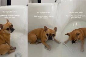 This Dog's Reaction to Bath Time Is Unlike Anything You've Ever Seen