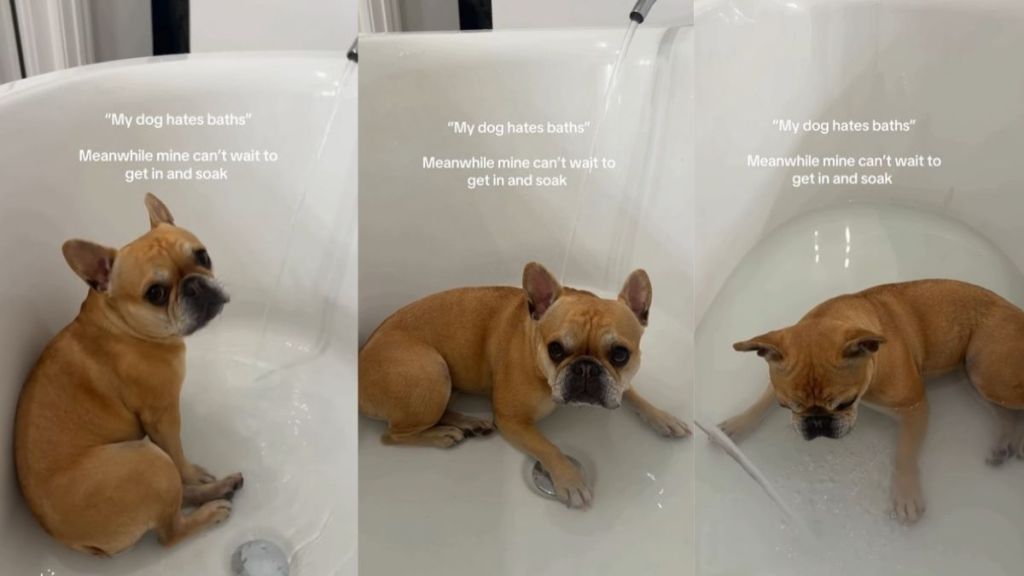 This Dog's Reaction to Bath Time Is Unlike Anything You've Ever Seen