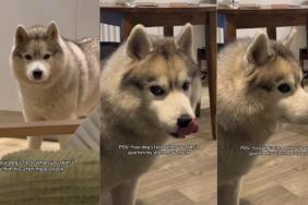 Video: Dog Brings Out Deadpan Face After Being Denied a Snack