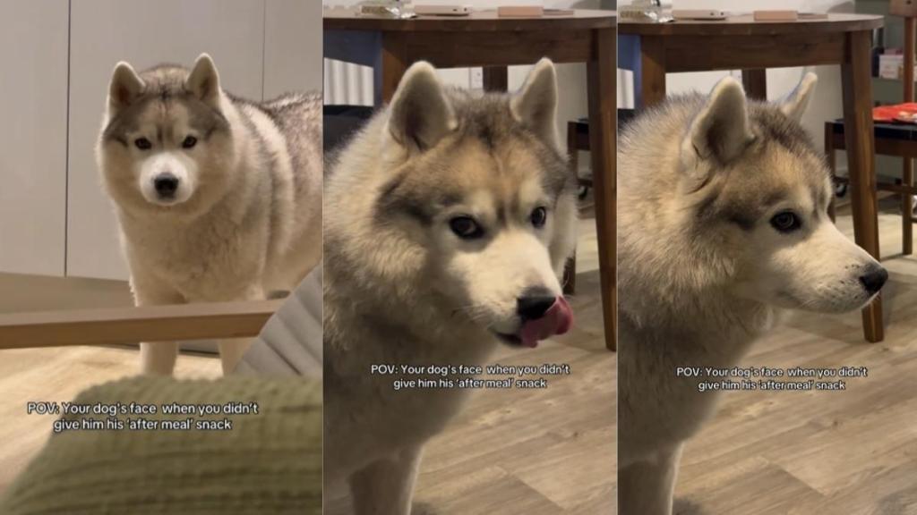 Video: Dog Brings Out Deadpan Face After Being Denied a Snack