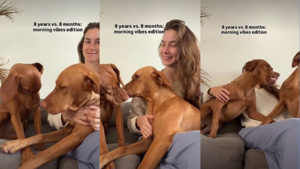 Older Dog's Morning Plans Don't Match With Puppy's in Funny Video