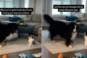 Video: Big Dog Takes a Few Steps Back After Cat Lifts Paw