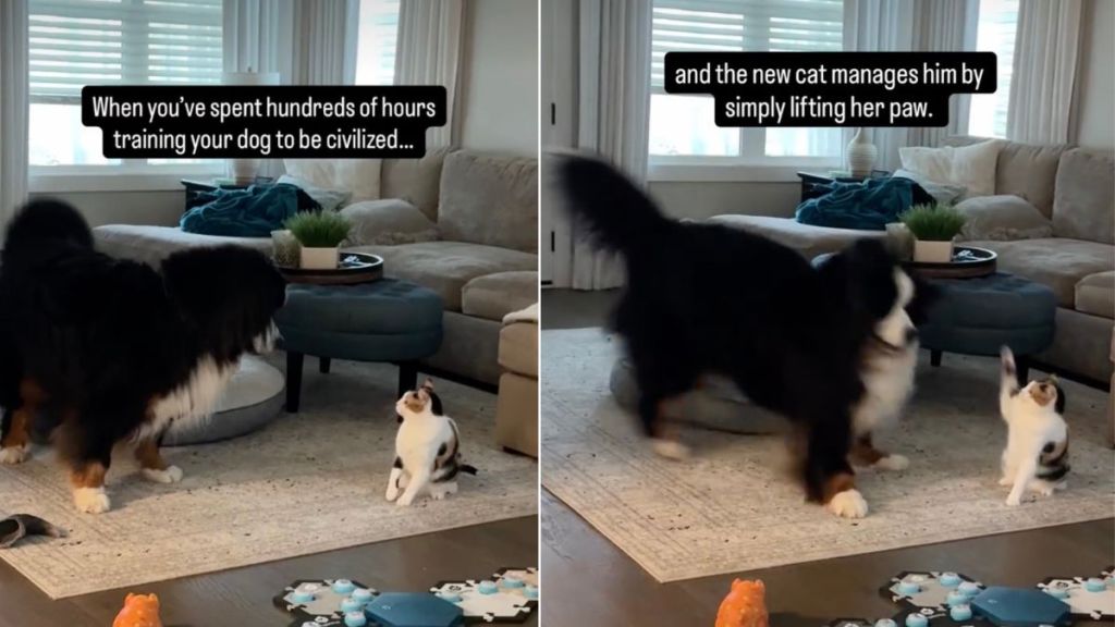 Video: Big Dog Takes a Few Steps Back After Cat Lifts Paw