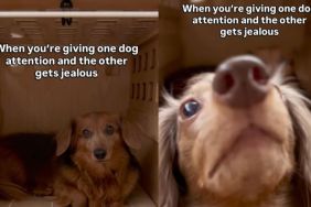 Video Shows What Happens When One Dog Gets Attention & the Other Doesn't
