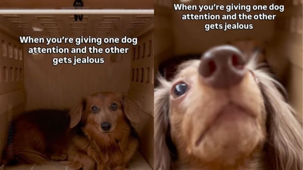 Video Shows What Happens When One Dog Gets Attention & the Other Doesn't