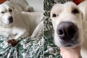 Video: Dog Is Too Sleepy to Go Greet Dad When Dad's Home