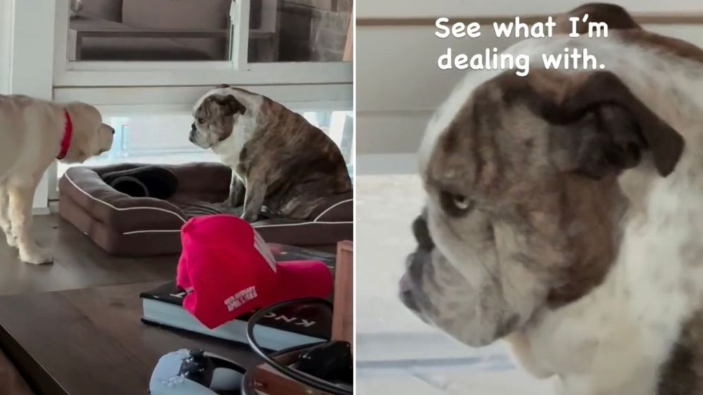 Video: Dog Stares Blankly at the Golden Retriever Puppy Owners Brought Home