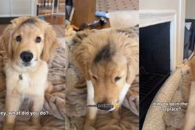 Video: Golden Retriever Puppy Found Guilty After Flaunting the Evidence