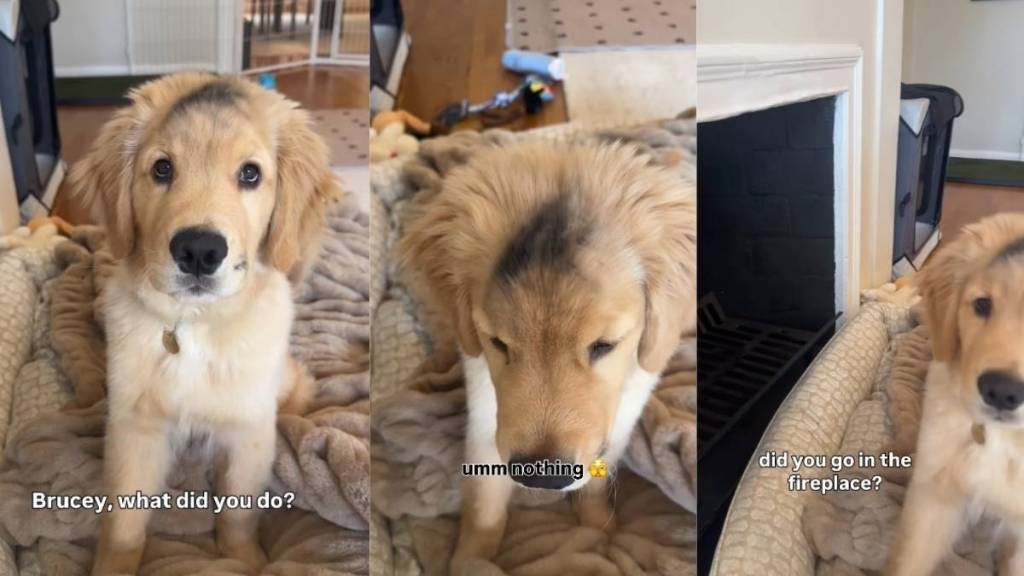 Video: Golden Retriever Puppy Found Guilty After Flaunting the Evidence