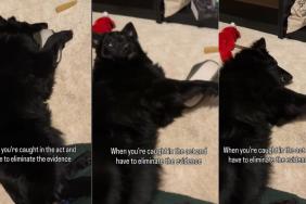 Dog Is Caught & Trying 'Eliminate Evidence'