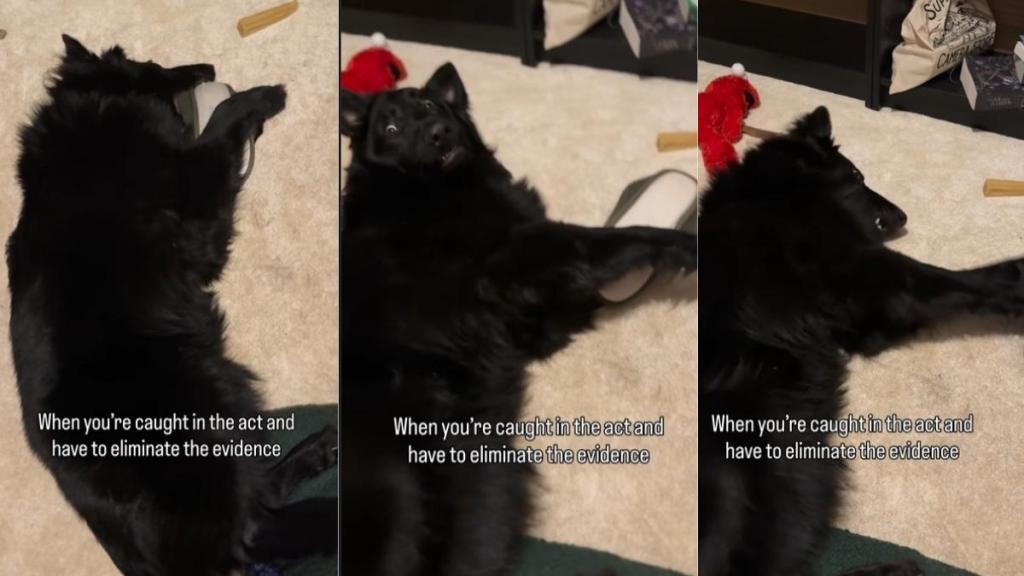 Dog Is Caught & Trying 'Eliminate Evidence'