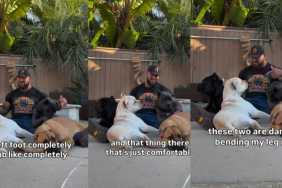 Video Shows What Living With a Pack of Cane Corsos Looks Like