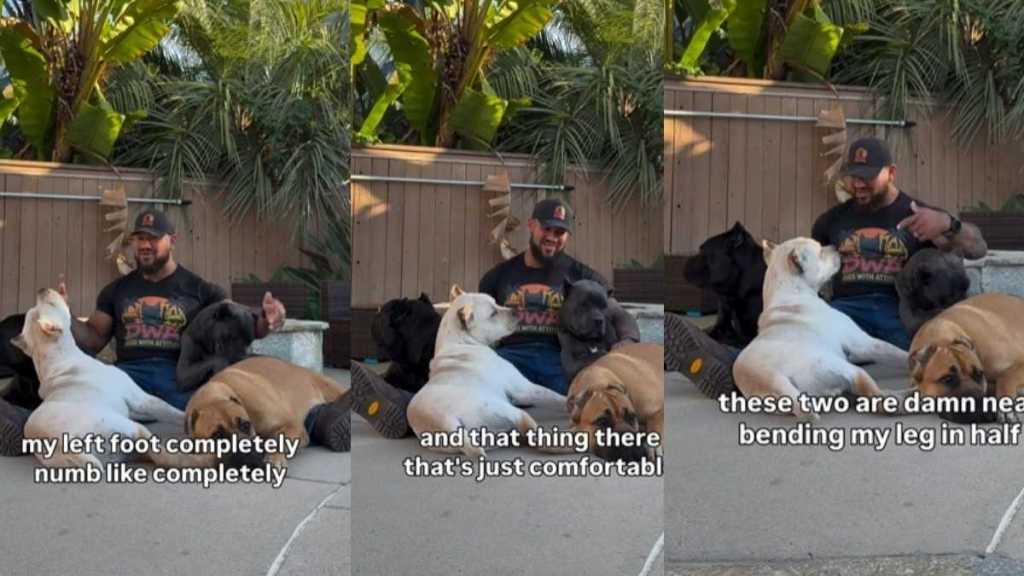 Video Shows What Living With a Pack of Cane Corsos Looks Like