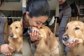 Golden Retriever Surprises Owner by Doing This Instead of Offering Paw