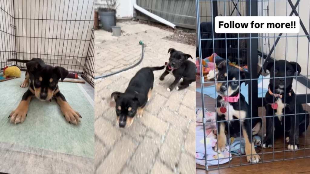 Video: Abandoned Rescue Puppy Refuses to Leave Her Crate