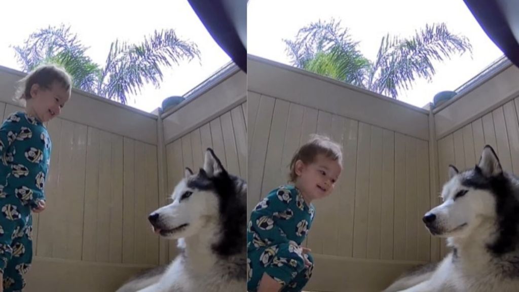 Dog Makes Toddler Do a Little Happy Dance in Adorable Video