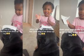 Big Dog Lets Tiny Human Dress Him Up in Adorable Video