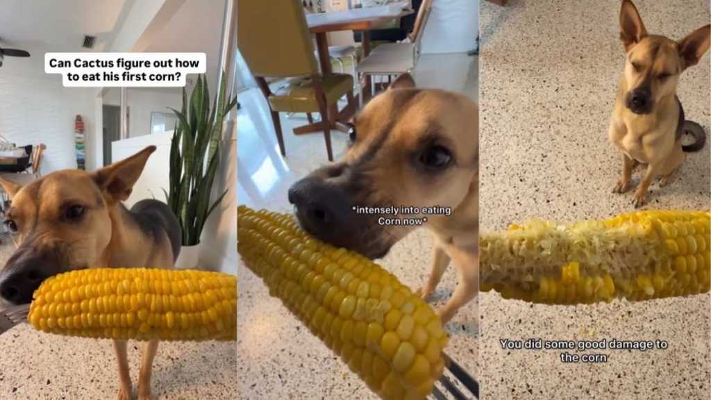 Video Shows Rescue Pup Learning How to Eat His First Corn on the Cob