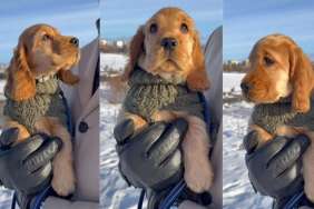 Video: Dog Stays Close to Owner When Heavy Winds Hit