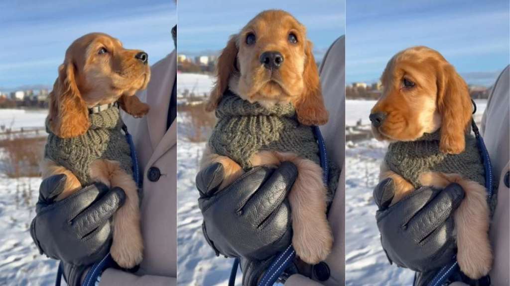 Video: Dog Stays Close to Owner When Heavy Winds Hit