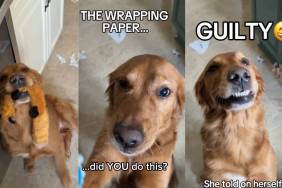Video: Golden Retriever Immediately Surrenders After the Crime