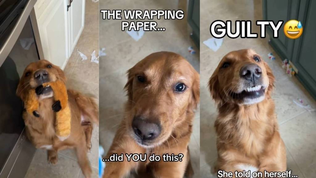 Video: Golden Retriever Immediately Surrenders After the Crime