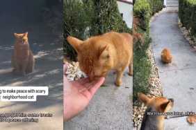 Video: Rescue Pup’s Efforts To Be Friends ‘Scary Cat’ Ends Unexpectedly