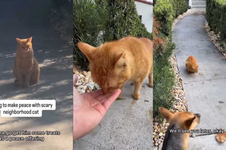 Video: Rescue Pup’s Efforts To Be Friends ‘Scary Cat’ Ends Unexpectedly