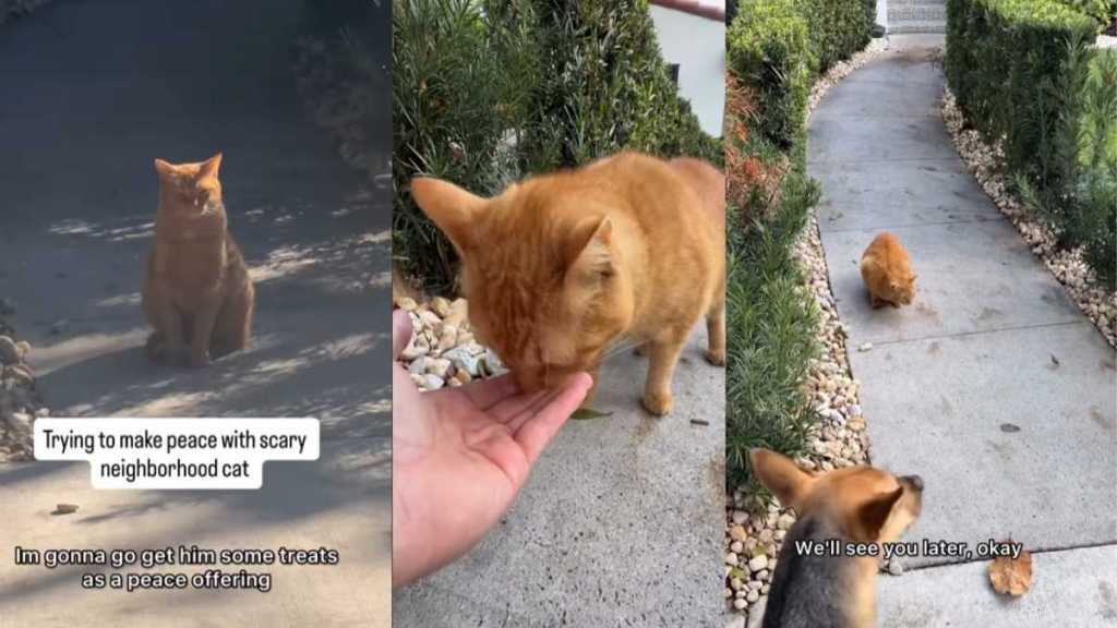 Video: Rescue Pup’s Efforts To Be Friends ‘Scary Cat’ Ends Unexpectedly