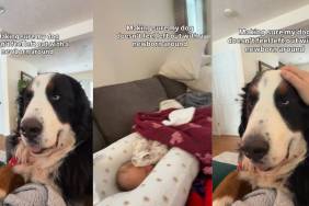 Big Dog Won't Leave Newborn Brother's Side in Adorable Video