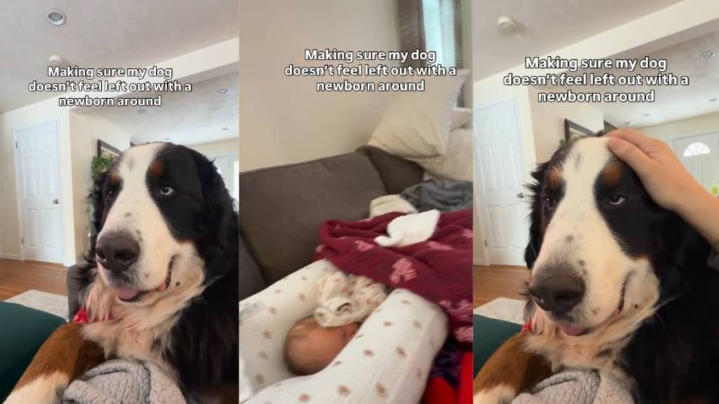 Big Dog Won't Leave Newborn Brother's Side in Adorable Video