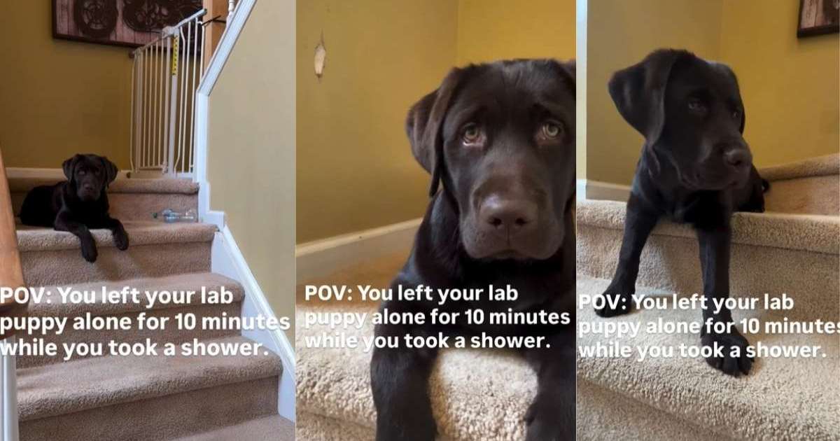 Video Shows What Labrador Puppy Did While Owner Was Gone for 10 Minutes