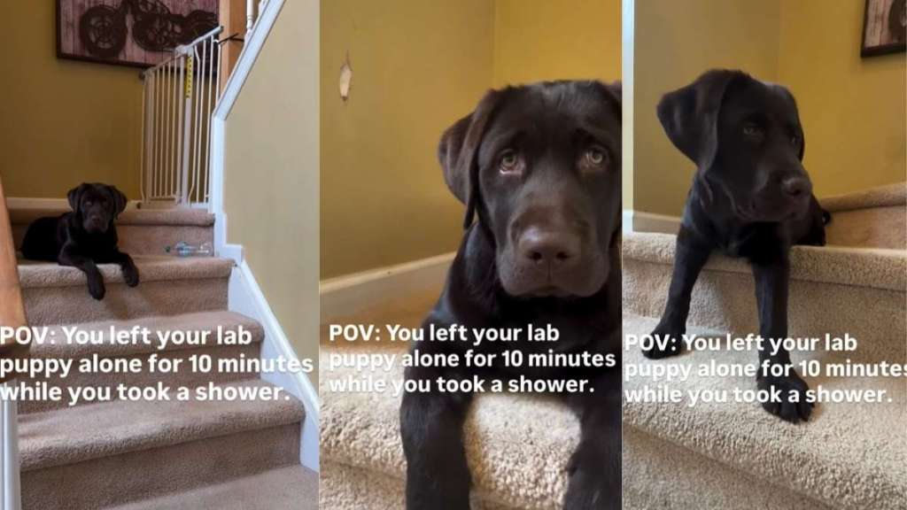 Video Shows What Labrador Puppy Did While Owner Was Gone for 10 Minutes