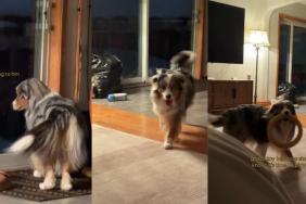 Video of Dog Waiting for Owner's Boyfriend Melts Hearts