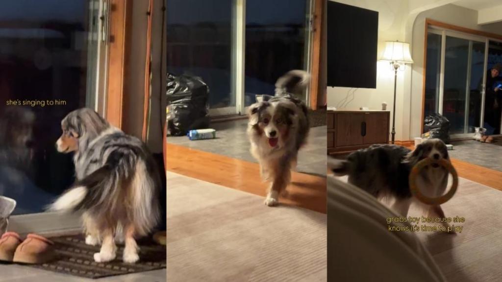 Video of Dog Waiting for Owner's Boyfriend Melts Hearts