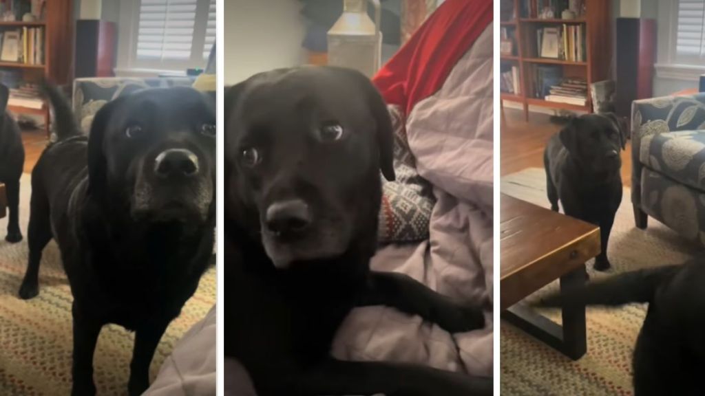 Labrador Tries to Convince Owner She Belongs on the Couch