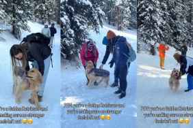 Video: Golden Retriever Ensures Every Stranger Gets a Chance to Pet Him