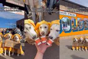 Huskies Disguised as Golden Retrievers Is the Best Thing You'll See Today