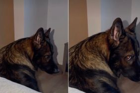 Cute Video Shows Dogs Can Really Get 'Mad' at Owners