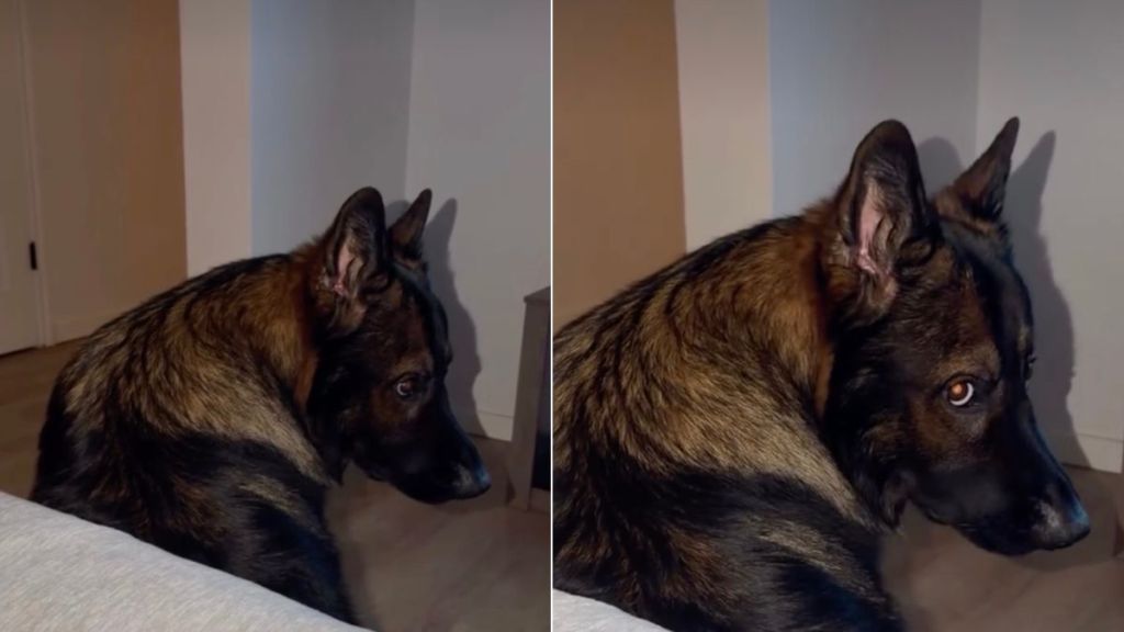 Cute Video Shows Dogs Can Really Get 'Mad' at Owners