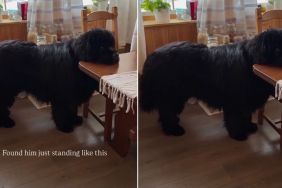 Video: Big Dog Goes Viral for How He Is Standing