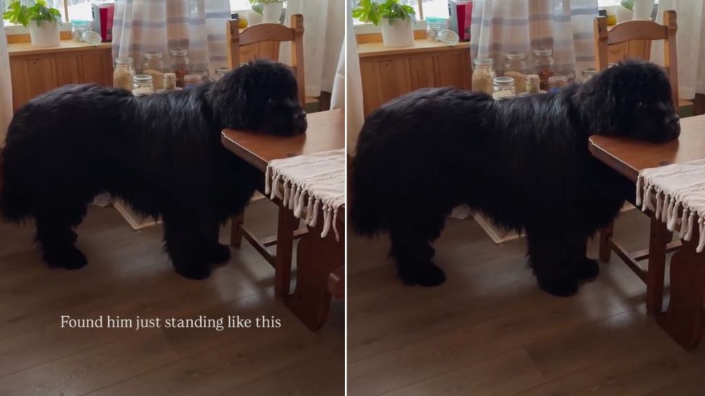 Video: Big Dog Goes Viral for How He Is Standing