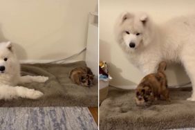 Video Shows Dog & Cat Going From Sleeping Apart to Sleeping Together