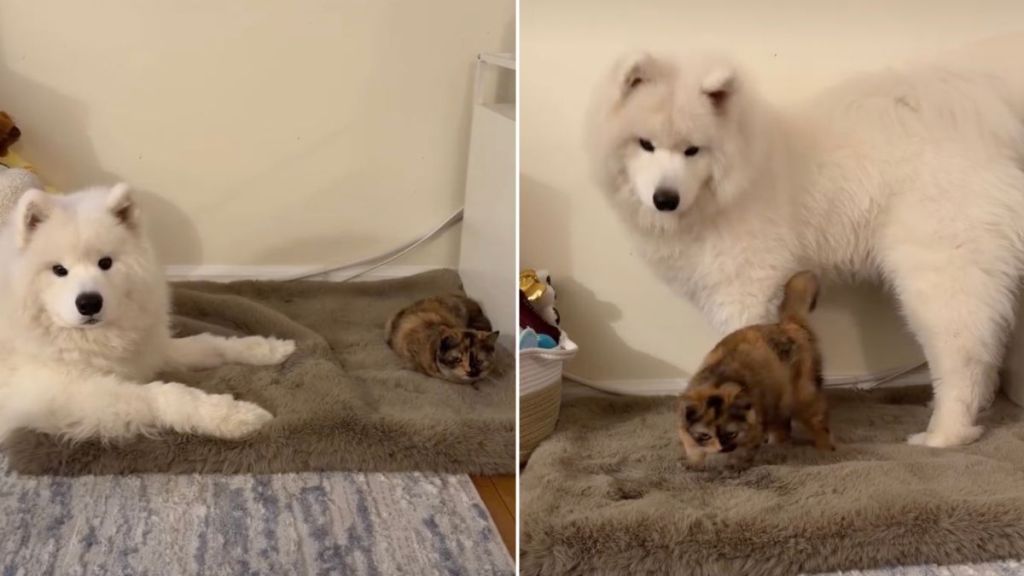 Video Shows Dog & Cat Going From Sleeping Apart to Sleeping Together