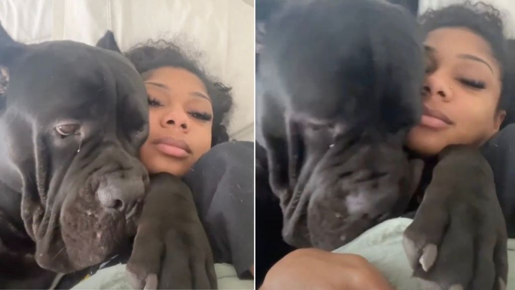 Dog Was Adorably Clingy During Owner's Pregnancy
