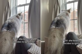 Husky Listens to Owner, but Chooses to Ignore in Funny Video