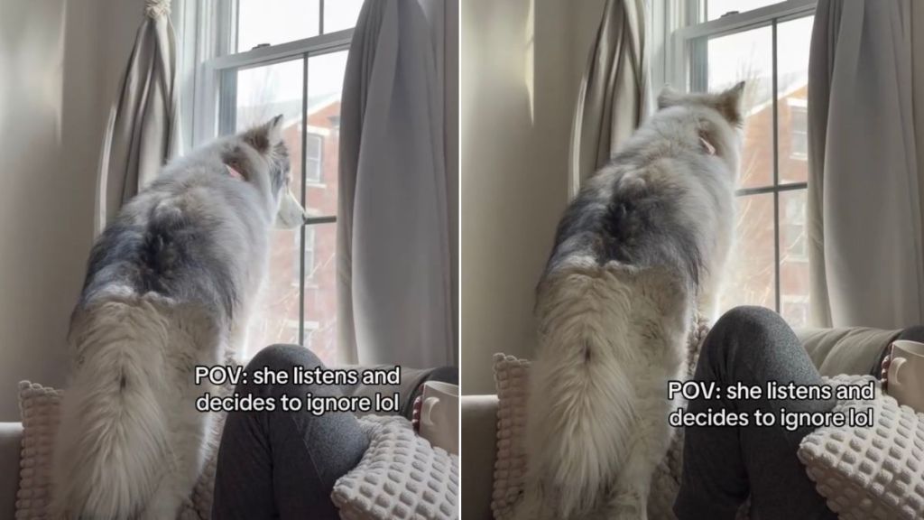 Husky Listens to Owner, but Chooses to Ignore in Funny Video