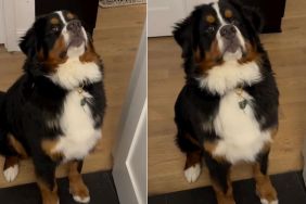 Video Show What It's Like to Reason With a 'Teenage' Dog