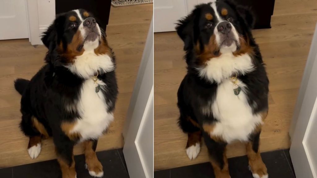 Video Show What It's Like to Reason With a 'Teenage' Dog